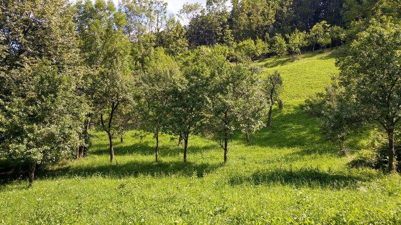 Posada, teren intravilan, deschidere din D.N.1, la 5 km Sinaia, 4.350 m